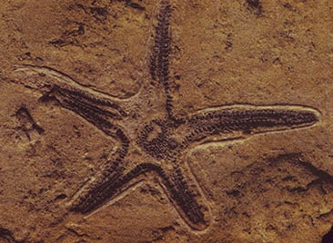 stella marina fossile nella roccia